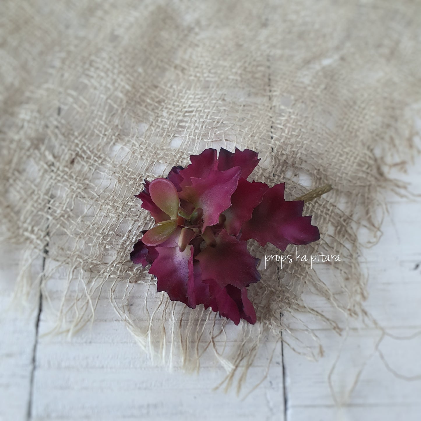 Curly Leaf Succulent