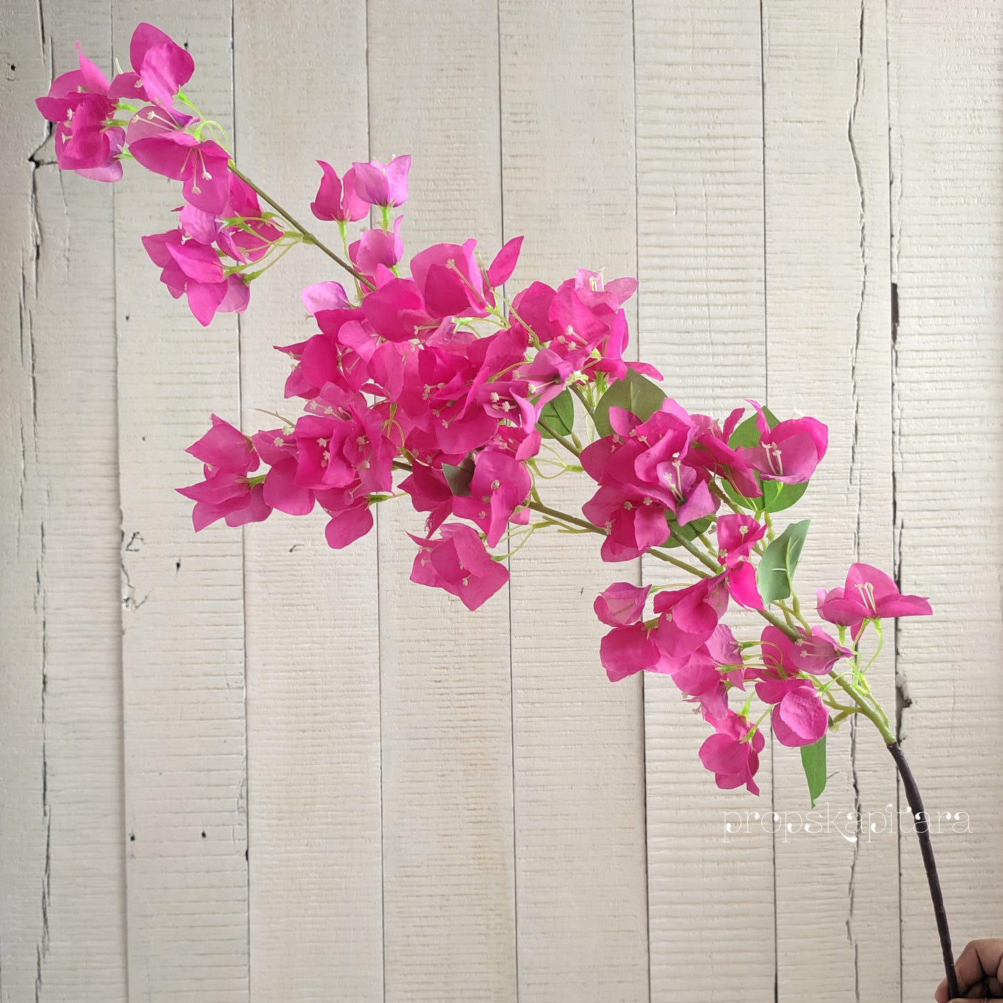 Bougainvillea Stem