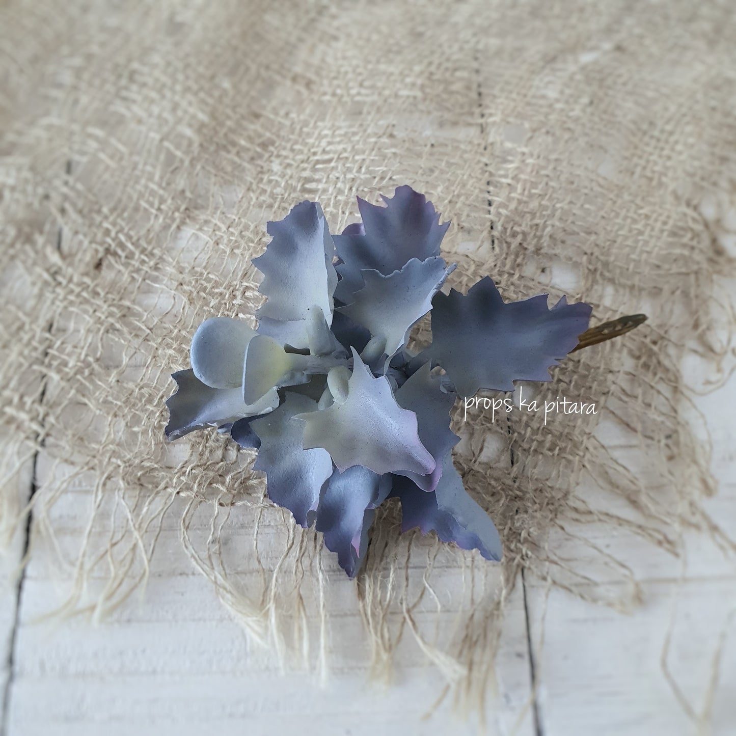 Curly Leaf Succulent