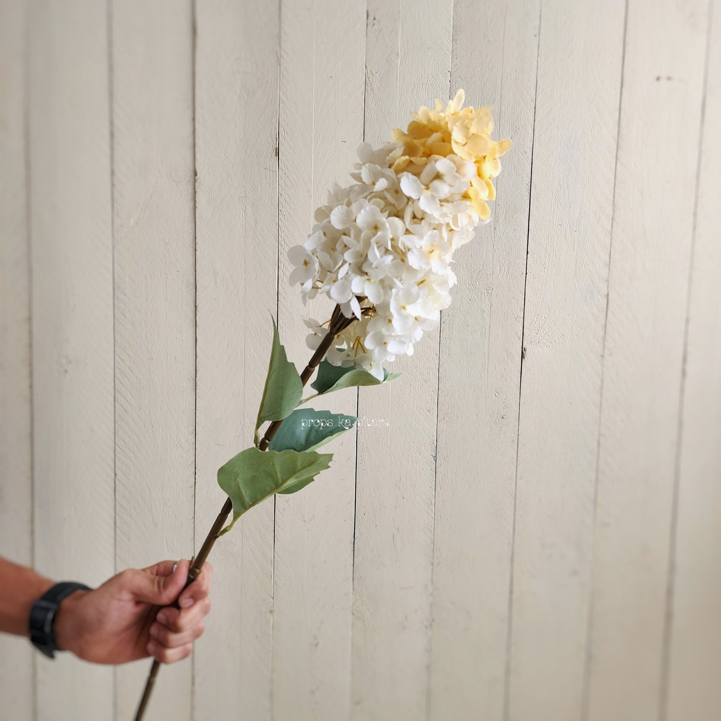 Hydrangea Stem