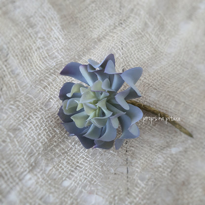 Lotus Succulent