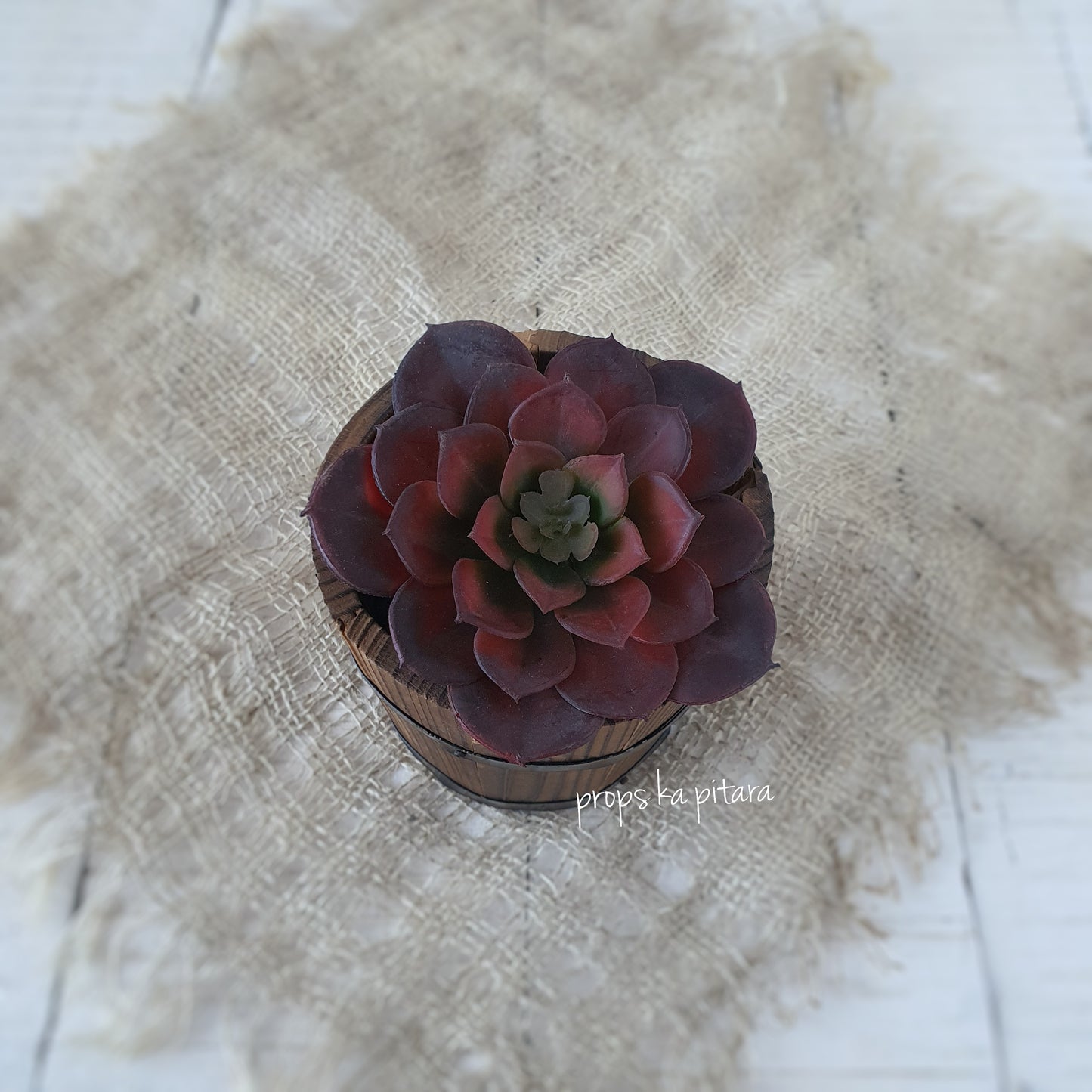 Rose Succulent