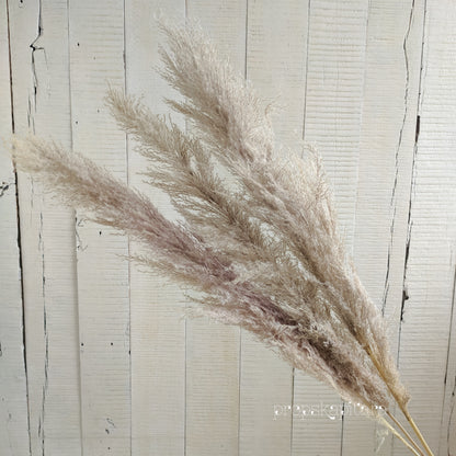 Pampas stem Set Of three