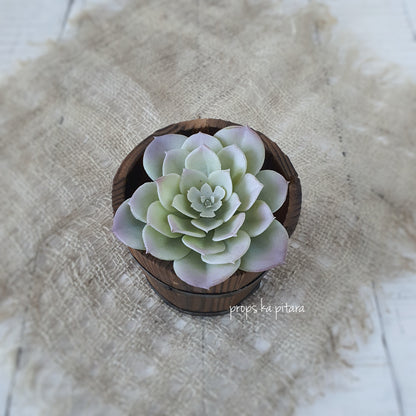 Rose Succulent