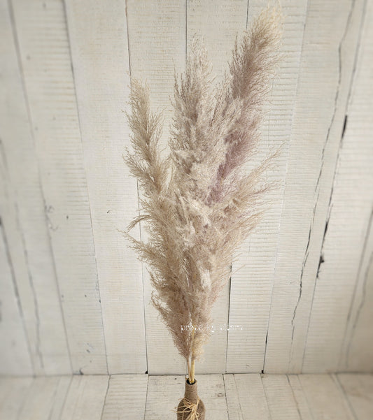 Pampas stem Set Of three