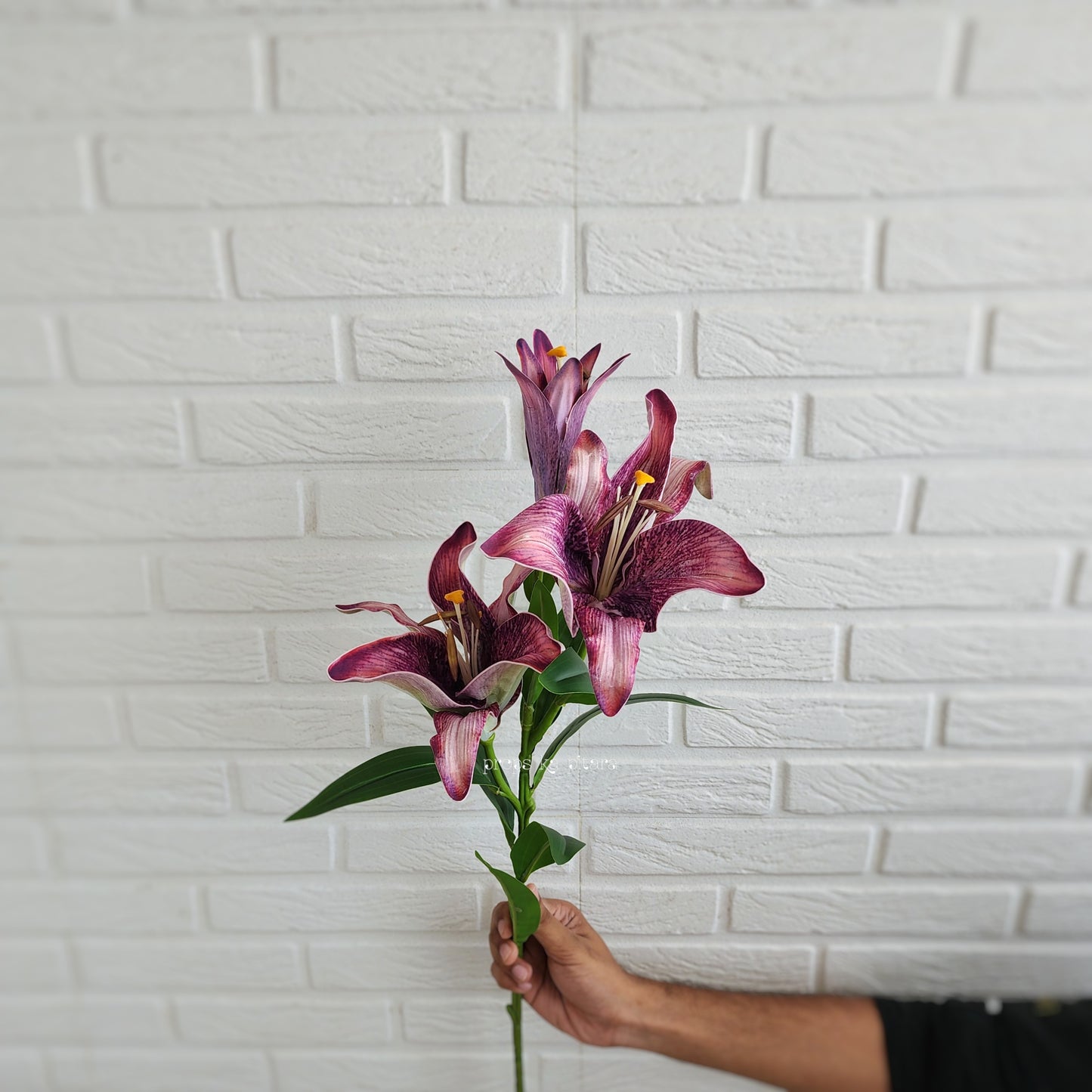 Shaded Lily Stem