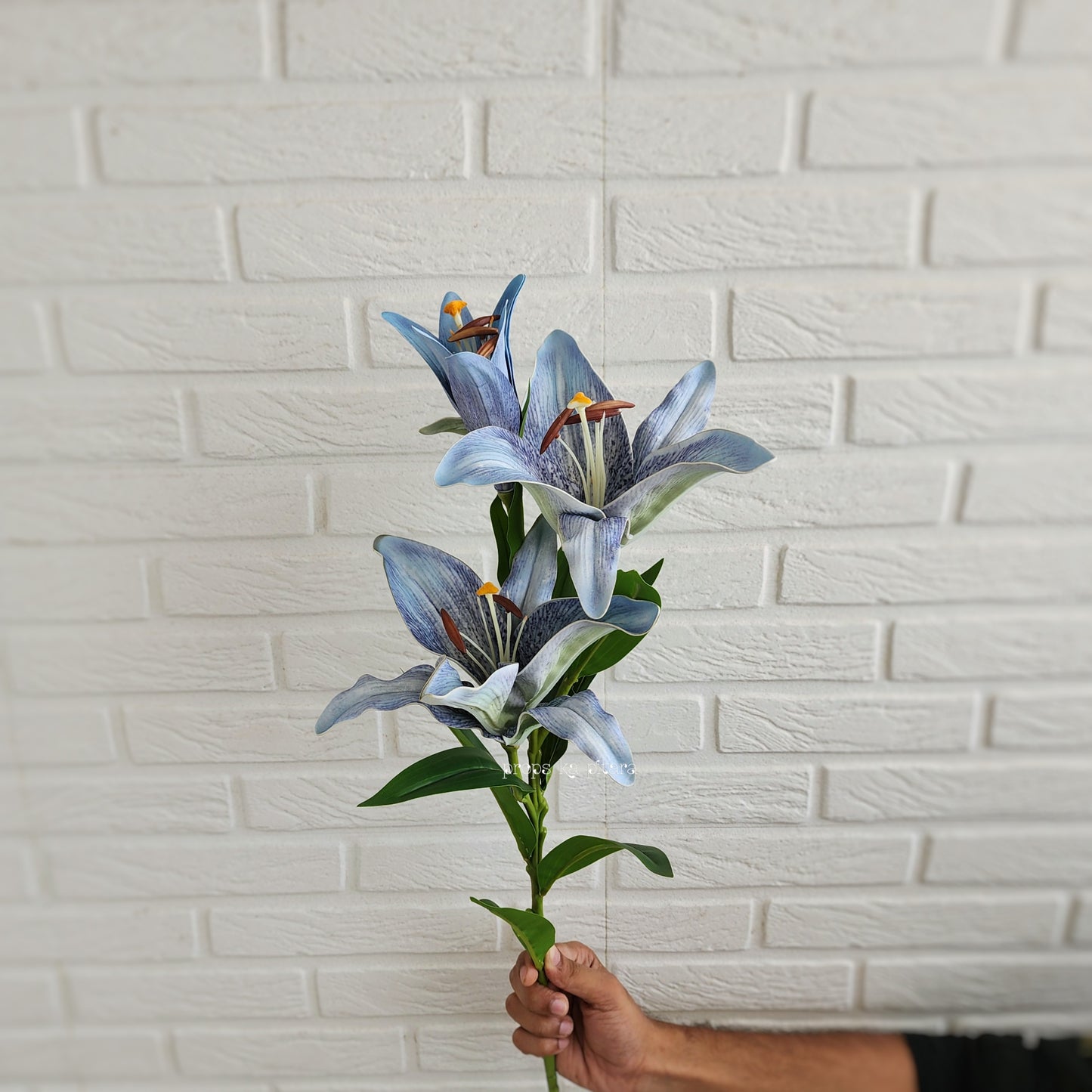 Shaded Lily Stem