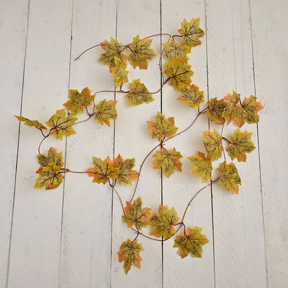 Maple Leaf Vine